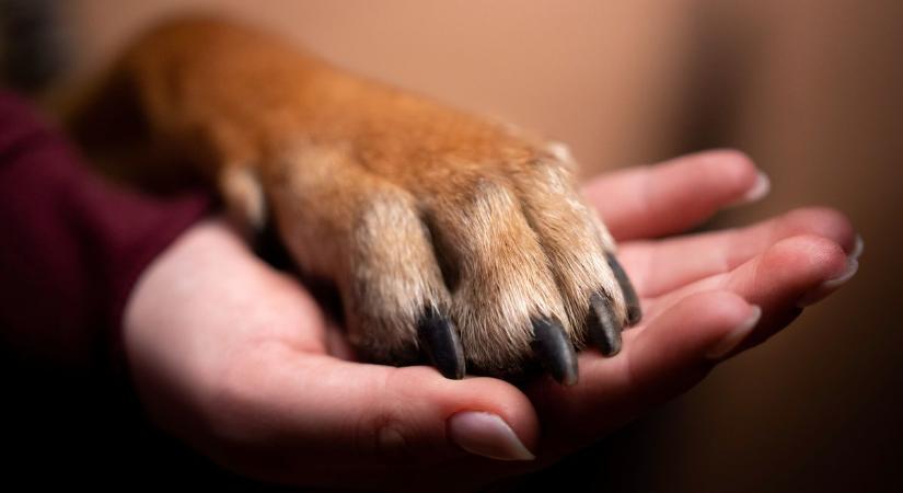 Van nyolc kutyafajta, amit az állatorvosok soha nem tartanának
