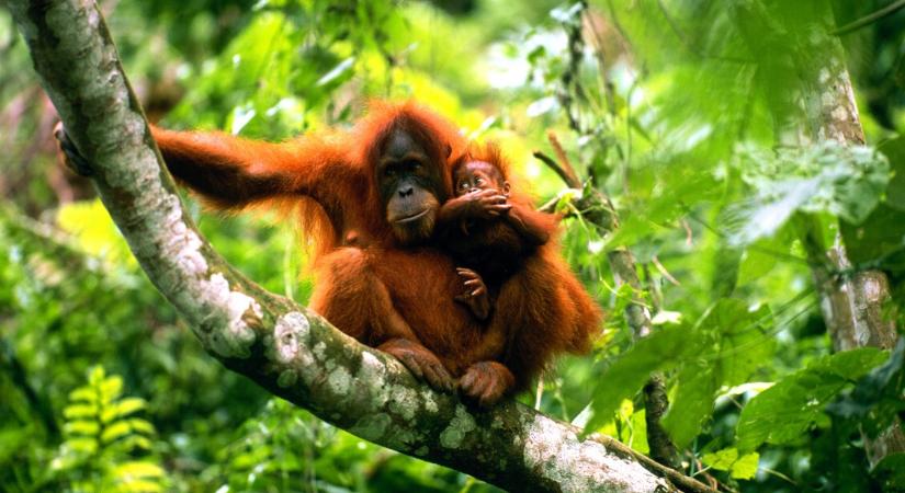 Pálmaolajbotrány: orángutánokat osztana Malajzia