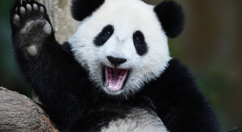 Döbbenet! Így hamisítják a pandákat a kínai állatkertek – VIDEÓ