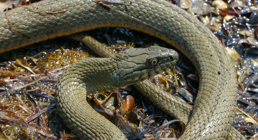 Kígyó rejtőzött el egy autóban Zuglóban