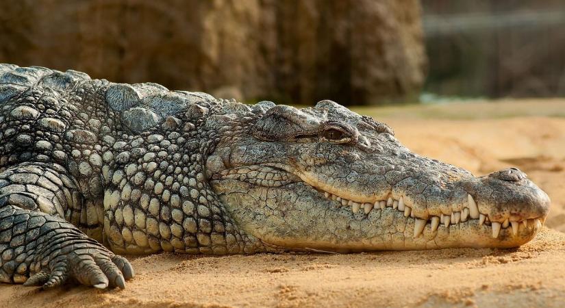 Saját anyja lökte folyóba kisfiát: halálra marcangolták a krokodilok a hatéves gyereket