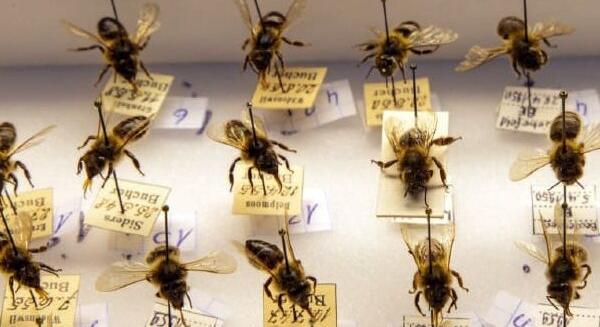 Pillantás a múltba muzeális méhek genomelemzésével