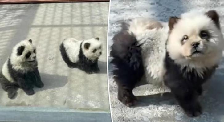 Pandabébikről készült videón háborog az internet népe, csakhogy azon nem is pandák láthatók