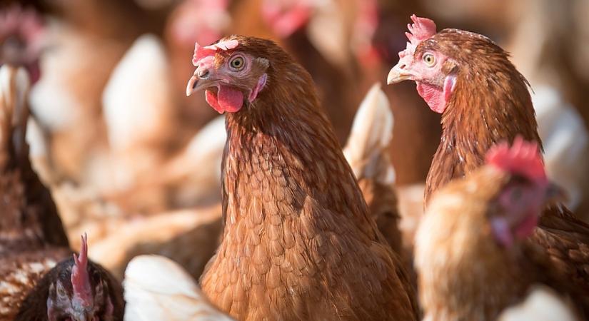 Így serkenthető hatékonyan a csirkék, pulykák növekedése