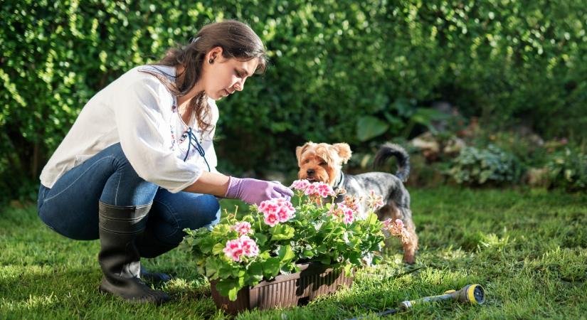 11 dolog, amivel csökkentheted kutyádnál a rák kialakulásának kockázatát: a rovar- és gyomirtó szerek dobogós helyen