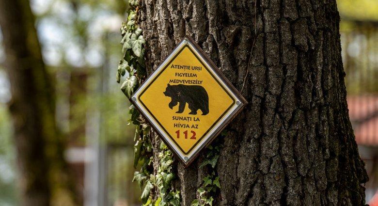 Az állatkert bejárata előtt téblábolnak a medvék