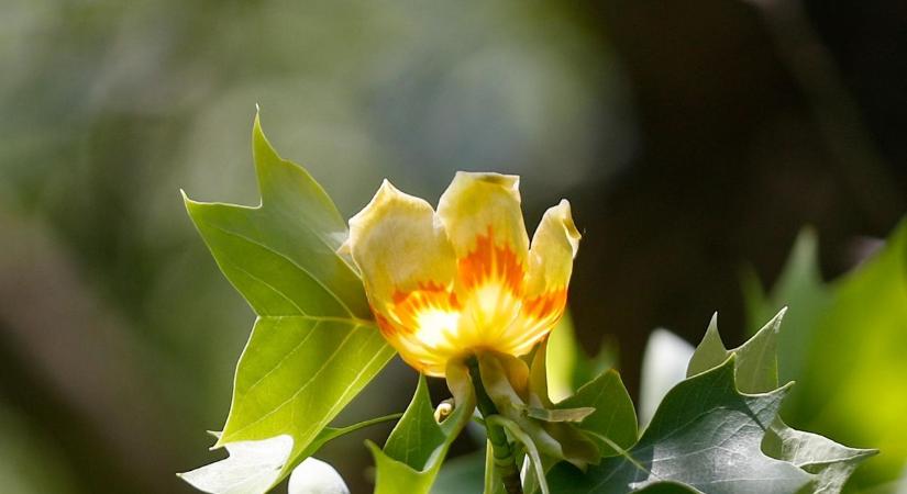 Korábban a megszokottnál ugyan, de gyönyörűen virágzik a tulipánfa Szentgotthárdon - videóval