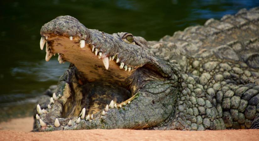 Krokodilok közé dobta fogyatékkal élő gyermekét Indiában egy nő