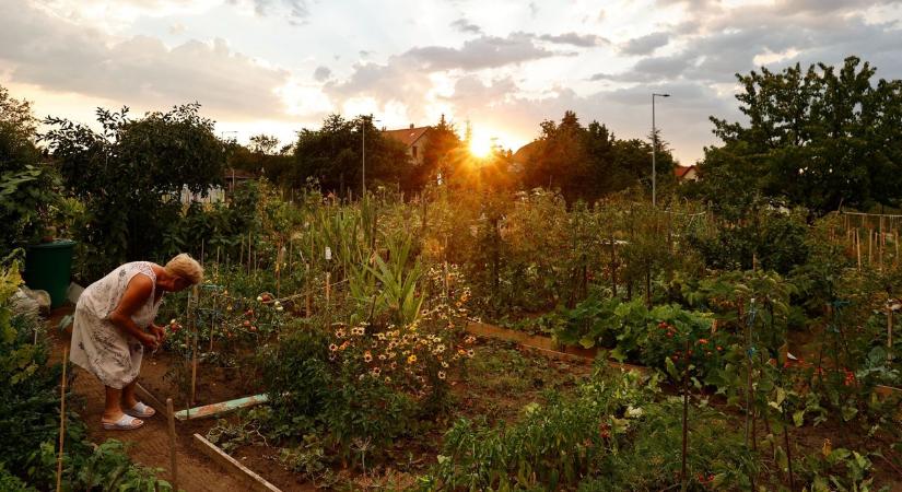 Budapesten lassan nincs több tér közösségi kertek létrehozására