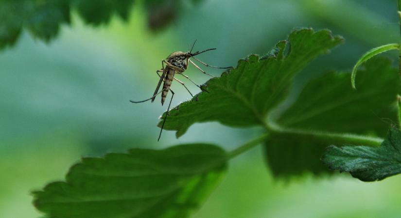 Döntött a kormány: jön a plusz pénz a szúnyogok miatt