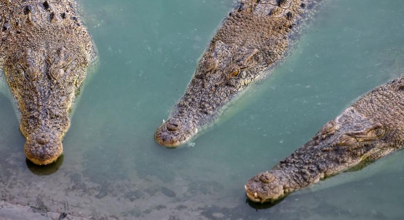 A krokodilok elé vetette a fiát az anya: döbbenetes, hogy miért