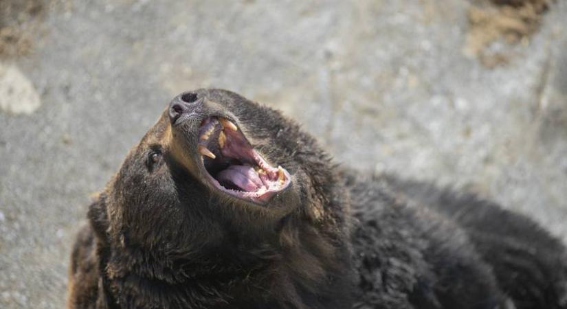 Gyanútlanul vezetett az erdőben a férfi, amikor egy medve rontott a szélvédőnek: videón az elképesztő eset
