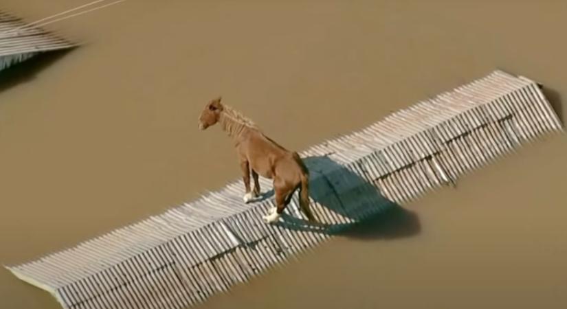 A háztetőn ragadt egy ló az áradások miatt Brazíliában