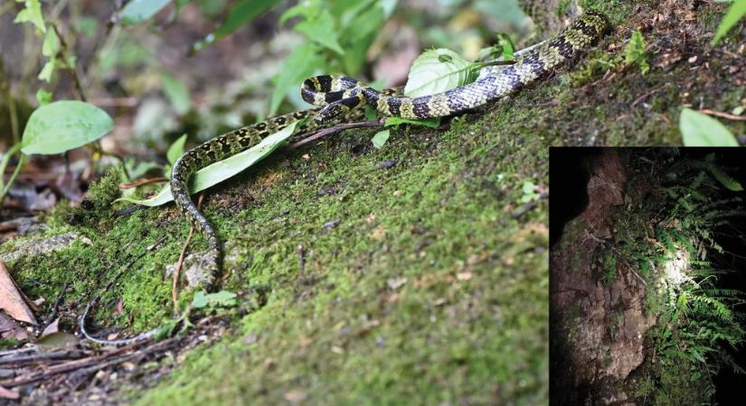 Elképesztően ritka kígyót találtak Tibetben