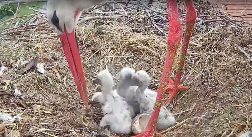 Kameraképen egy teljes seregélyesi gólyacsalád élete (Videó!)