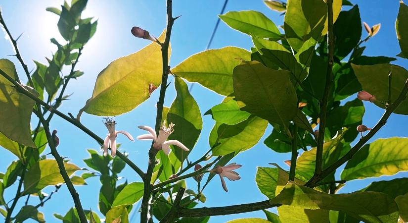 5 titkos trükk, ami egész nyáron megvédi a növényeid és nem lesz szükség permetszerre!