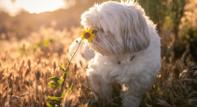 Figyelmeztetést adott ki az állatorvos: ez a négy kerti növény halálos a kutyákra