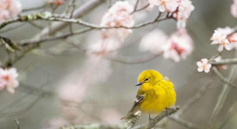 „Borítsa lombos fejetek szagos, virágos fergeteg” – kedvenc verseink a fák és madarak világnapjára