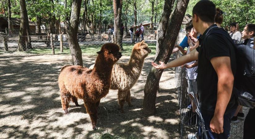 Bejelentést tett a szolnoki Bagolyvár Vadaspark, tündéri állatok kerültek hozzájuk – galériával és videóval