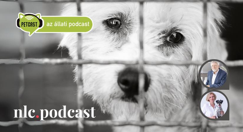Petcast. Az állati podcast: A menhelyi kutyák már legalább egyszer csalódtak