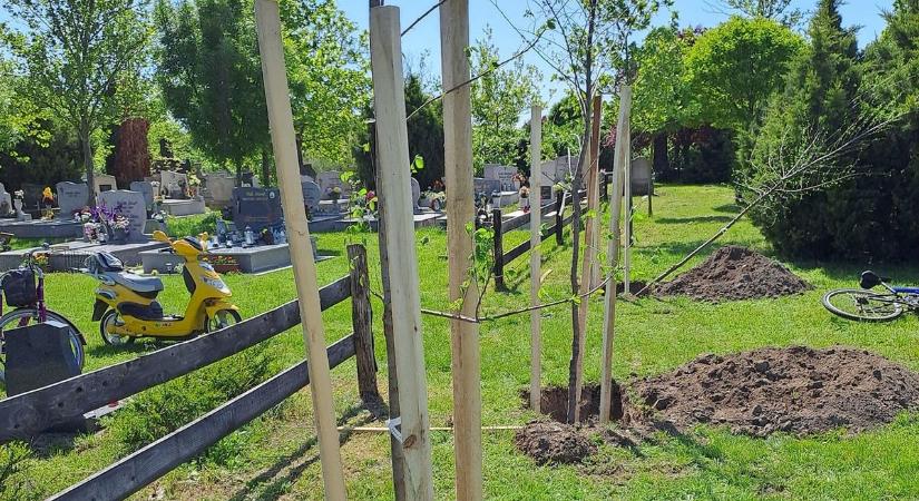 Harminc fát nyert pályázaton Kübekháza