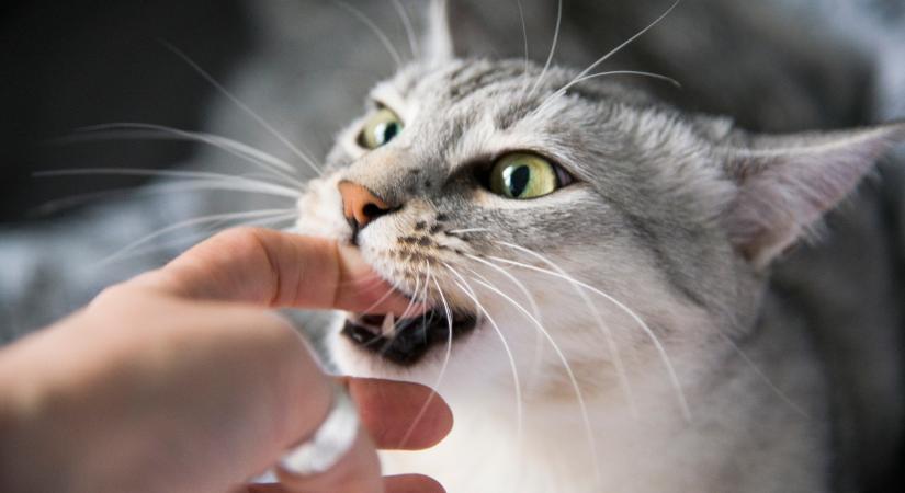 Ne ess kétségbe, ha macskád harapdál: nem feltétlenül jelent bajt