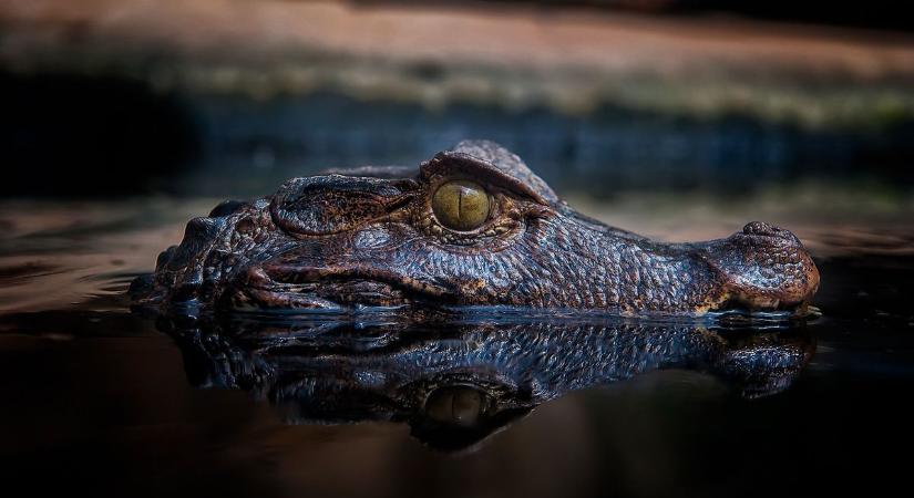 6 éves gyereket marcangoltak halálra a krokodilok