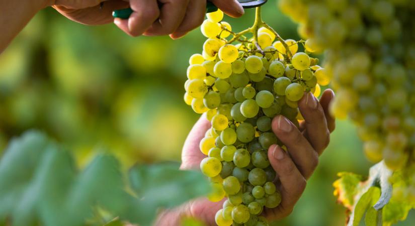 Itt a bejelentés: fontos könnyítés a szőlőnemesítőknek