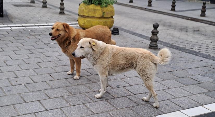 Képeken Isztambul kutyái: a kulturális különbség megdöbbentő lehet