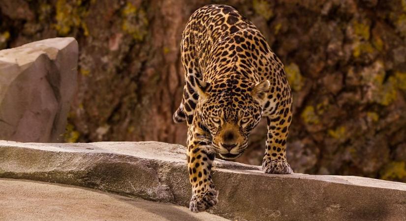 Egy nő bemászott szelfizni az állatkerti jaguárhoz, durván megtámadta a vadállat