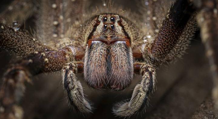 Ez a világ 9 legveszélyesebb pókja: az egyikkel itthon is találkozhatunk