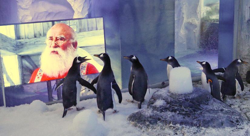 Karácsonyi filmekkel hangolódnak az ünnepre a Londoni Akvárium pingvinjei – cuki videó
