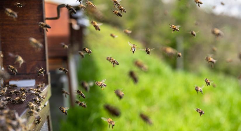 Mit tegyünk, ha rengeteg méh vagy darázs telepszik a kertünkbe?