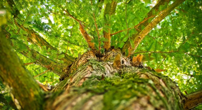 Az erdőről, az erdő védelméről és az erdőgazdálkodásról szóló törvény végrehajtási rendeleteinek módosítása