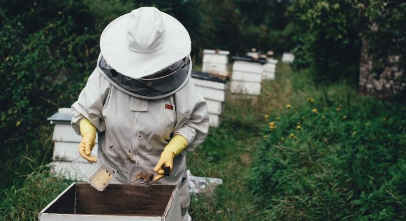 A méhészeti ágazat felkarolása közös érdekünk