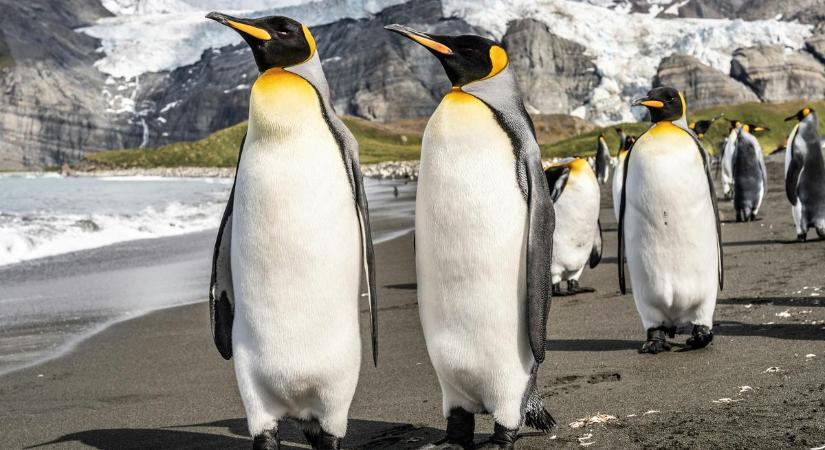 Állati filmválogatás: 31 alkotás a mindig cuki pingvinekről