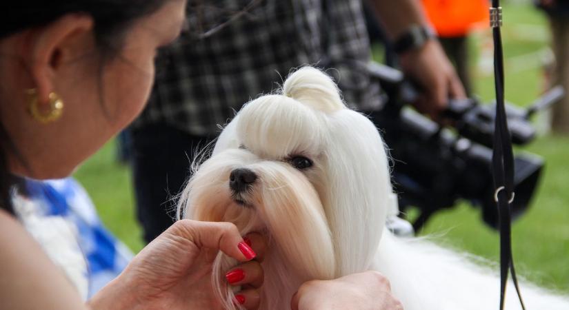 Ismét lesz kutyaszépségverseny Záhonyban