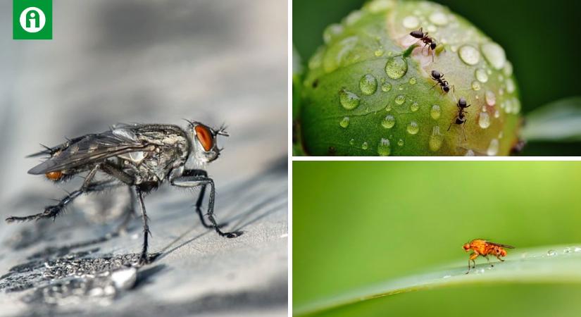 Kéretlen látogatóink: így űzheted el a bogarakat, rovarokat az otthonodból