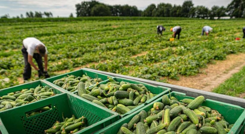 Csökkent a németországi agrárfoglalkoztatottság