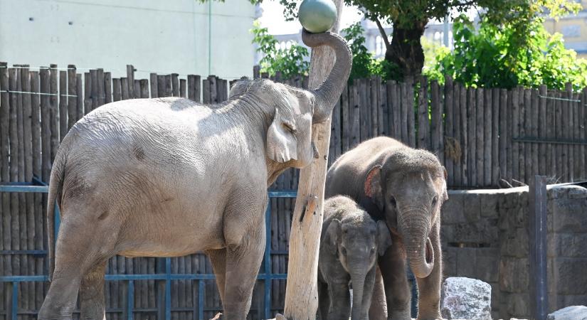 Costa Ricában bezárták az állatkerteket