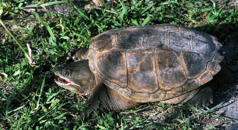 Úton átkelő teknősökre figyelmeztet a természetvédelmi egyesület