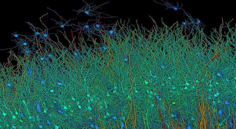 Döbbenetes, mennyire bonyolult az emberi agyszövet: annyi adatot termelt 1 köbmilliméternyi részének feltérképezése, mint 14 ezer 4K-s film