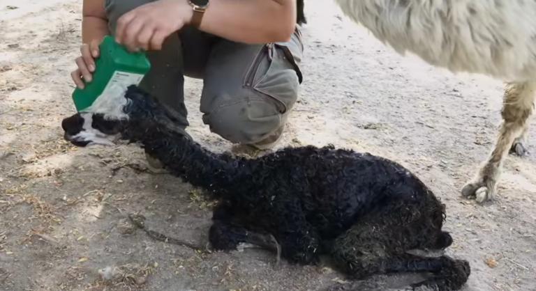 A látogatók szeme láttára született alpaka csikó a Szegedi Vadasparkban