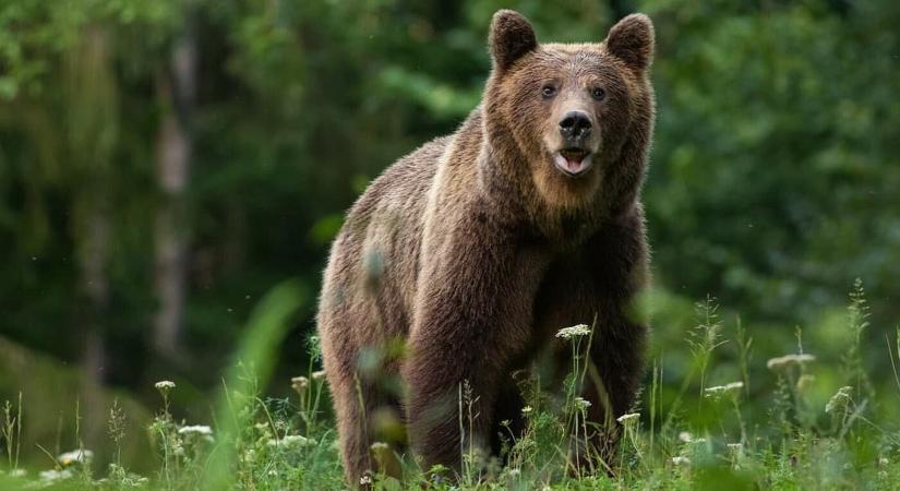 Ismét medvét láttak egy faluban: szigorú figyelmeztetést adtak ki a helyieknek!
