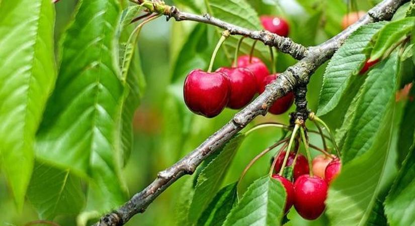 Növényvédelmi előrejelzés: Rajzik a cseresznyelégy, és tömegesen hámozgatnak a vetésfehérítő-lárvák