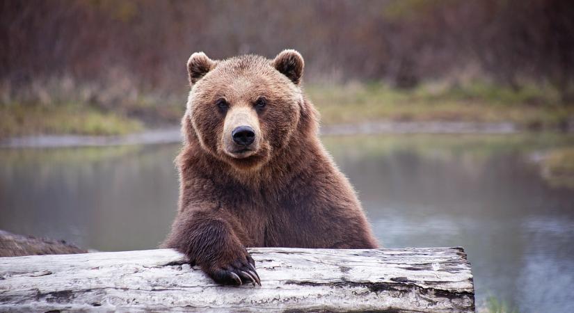 Túrázók, figyelem! Medvét láttak a Bükkben: ezeknél a településeknél portyázik a bestia