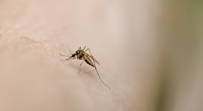 Folytatódik a küzdelem a vérszívók ellen: a héten kilenc vármegyében irtják a szúnyogot