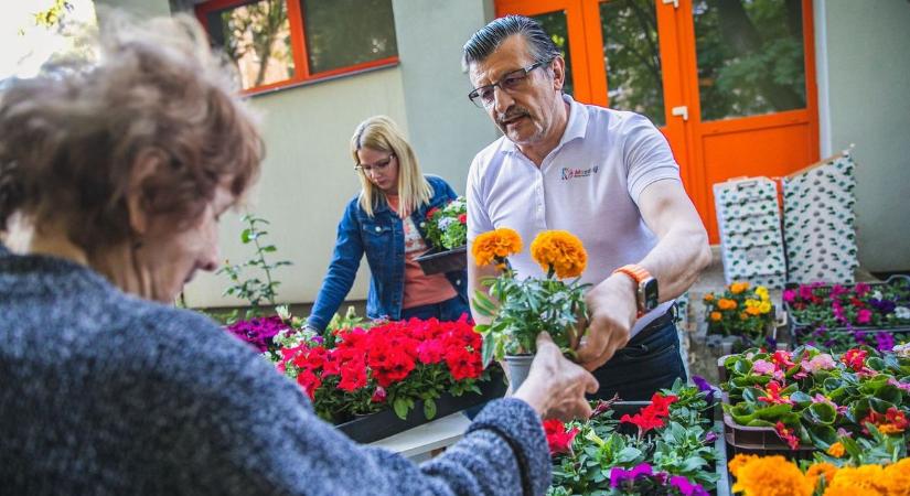 Elindult az ingyenes virágok kiosztása Debrecenben – fotókkal