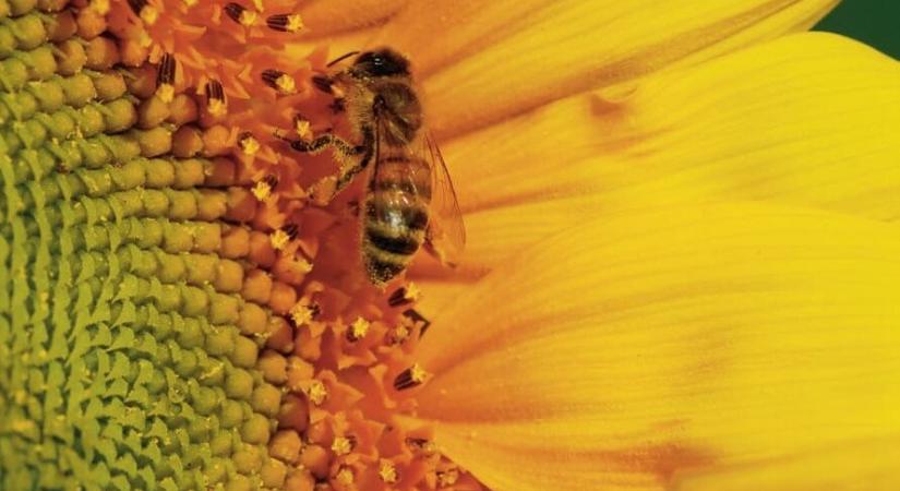 Menopauza, pre- és posztmenstruális szindróma, sebek és diabétesz: segít a méhpempő!