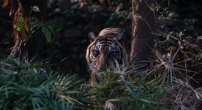 Kihaltnak hitt tigrist találtak egy erdőben